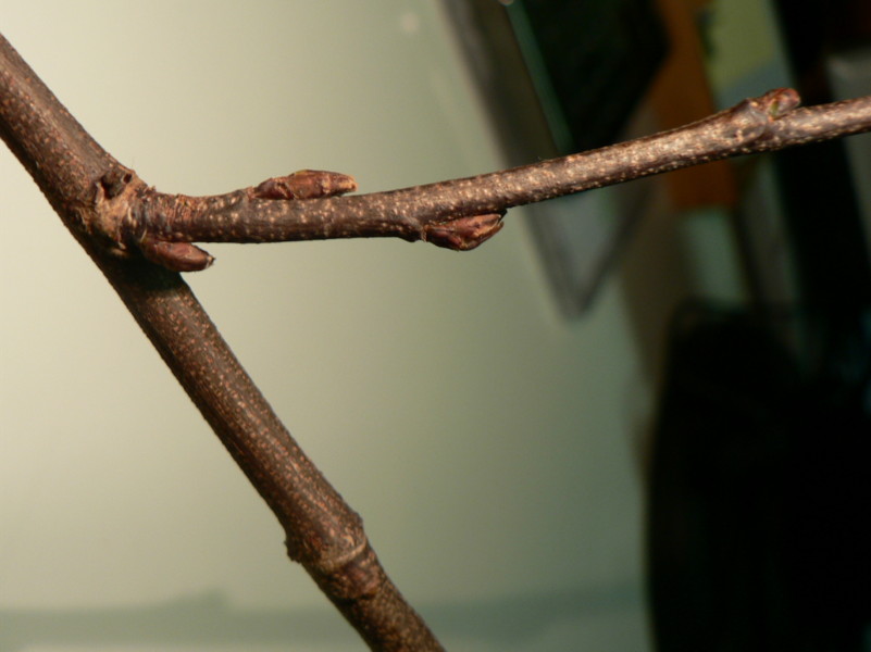 gemme di ulmus minor?